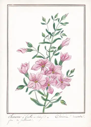 Chirone a feuilles en croix = Chironia decussata - Botanik botany / Blume flower / Pflanze plant