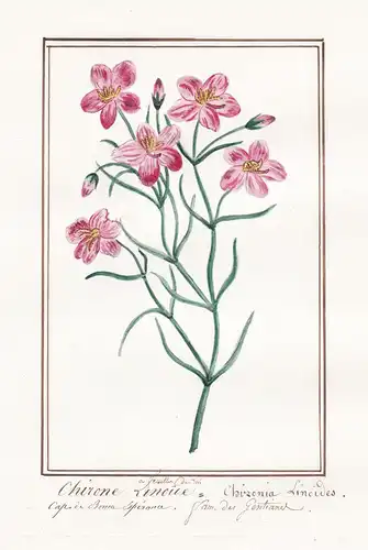 Chirone linoide = Chironia Linoides - South Africa Südafrika / Botanik botany / Blume flower / Pflanze plant