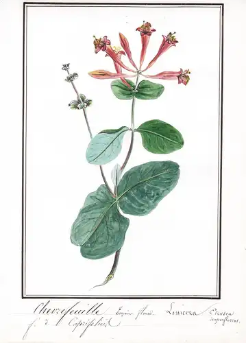Chevrefeuille toujour fleuri / Lonicera etrusca semperflorens - Heckenkirschen / Botanik botany / Blume flower
