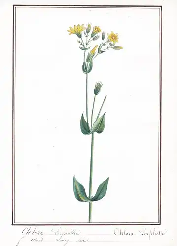 Chlore Perfeuillée = Chlora Perfoliata - Blackstonia perfoliata / Botanik botany / Blume flower / Pflanze plan