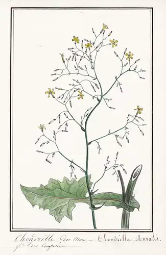 Chondrille des Murs = Chondrilla Muralis - Mauerlattich / Botanik botany / Blume flower / Pflanze plant