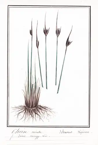 Choin noiratre = Schoenus Nigricans - Schwarzes Kopfried black bog-rush / Botanik botany / Blume flower / Pfla