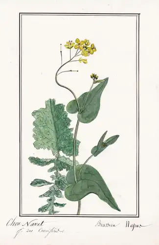 Chou Navet / Brassica Napus - Raps Rapeseed / Botanik botany / Blume flower / Pflanze plant