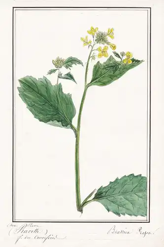 Chou Rave (Ravette) / Brassica Napus - Chou-rave Kohlrabi / Botanik botany / Blume flower / Pflanze plant