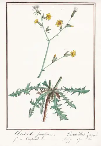 Chondrille jonciforme = Chondrilla Juncea - Großer Knorpellattich rush skeletonweed / Botanik botany / Blume f