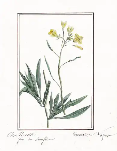 Chou Navette / Brassica napus - Raps Rapeseed / Botanik botany / Blume flower / Pflanze plant