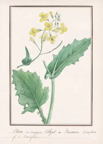 Chou des Campagnes Colzat / Brassica Campestris - Botanik botany / Blume flower / Pflanze plant