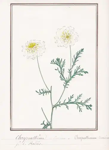 Chrysantheme a couronne / Chrysanthemum coronarium - Botanik botany / Blume flower / Pflanze plant