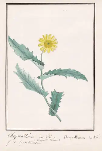 Chrysantheme des bles / Chrysanthemum segetum - Saat-Wucherblume / Botanik botany / Blume flower / Pflanze pla