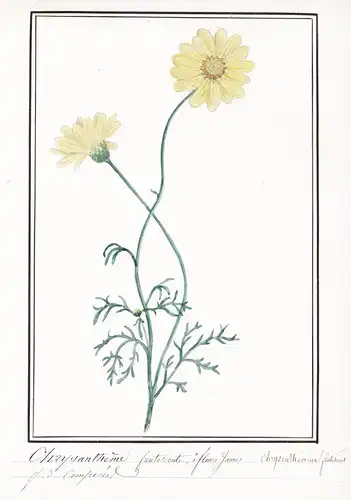 Chrysantheme frutescente, a fleurs jaunes / Chrysanthemum frutescens - Botanik botany / Blume flower / Pflanze