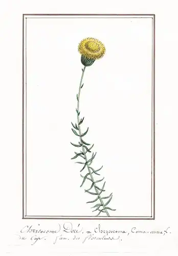 Chrisocome doré = Chrysocoma, Coma-aurea - Botanik botany / Blume flower / Pflanze plant