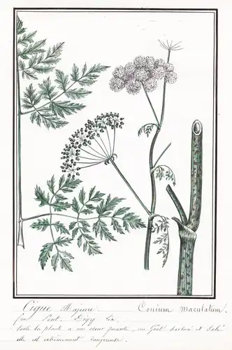 Cigue Majeure / Conium maculatum - Schierling hemlock / Botanik botany / Blume flower / Pflanze plant