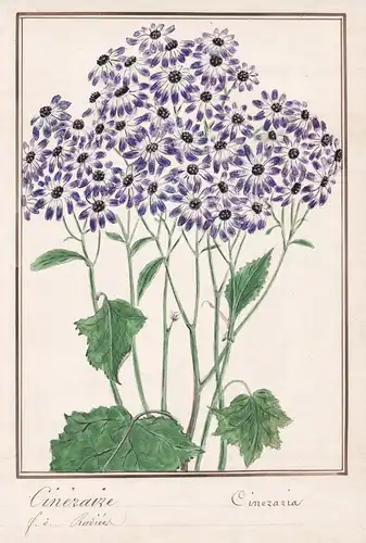 Cineraire / Cineraria - Botanik botany / Blume flower / Pflanze plant
