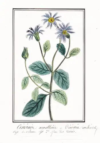 Cineraire amelloide = Cineraria amelloides - Kapaster  blue daisy bush / Botanik botany / Blume flower / Pflan