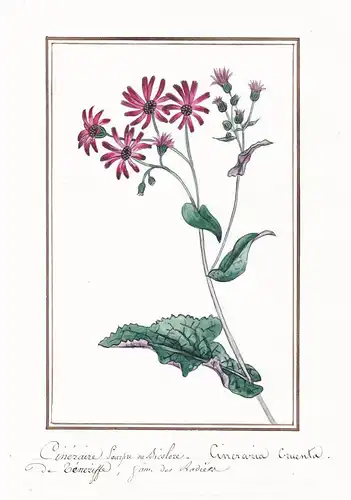 Cineraire pourpre ou bicolore = Cineraria cruenta - Botanik botany / Blume flower / Pflanze plant