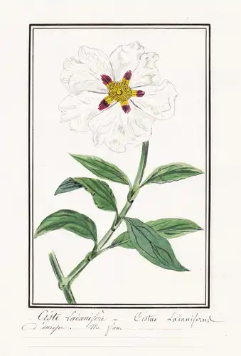 Ciste ladanifere = Cistus ladaniferus - Lack-Zistrose gum rockrose / Botanik botany / Blume flower / Pflanze p