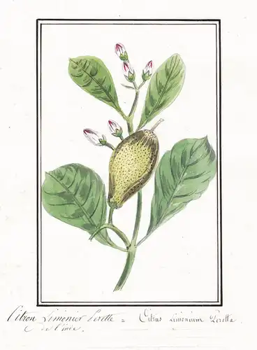 Citron limonier perette = Citrus limonum peretta - Birnenförmige Zitrone / lemon / Botanik botany / Blume flow