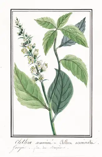 Clethra acuminé = Clethra acuminata - mountain pepper bush / United States of America Amerika / Botanik botany