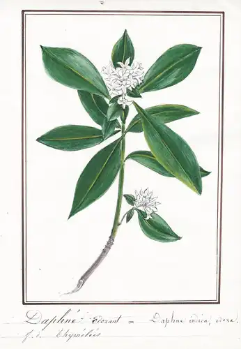 Daphne odorant = Daphne indica, odora - Botanik botany / Blume flower / Pflanze plant