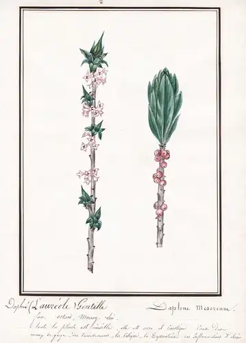 Daphne laureole Gentille / Daphne mesereum - Echte Seidelbast / Botanik botany / Blume flower / Pflanze plant