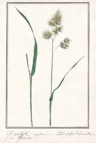 Dactyle agglomeré / Dactylis Glomerata - Botanik botany / Blume flower / Pflanze plant