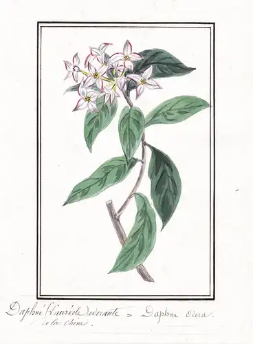 Daphne (Laureole) odorante = Daphne odora - winter daphne / China Japan Korea / Botanik botany / Blume flower