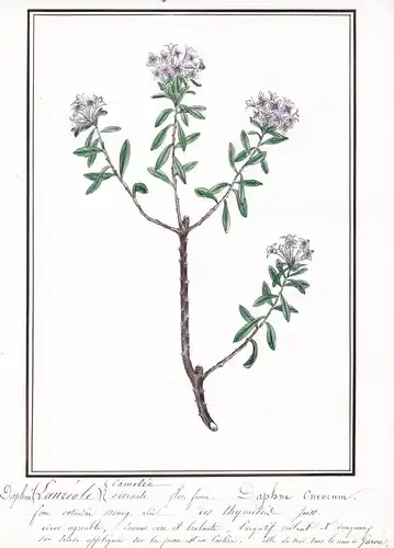 Daphne (Laureole) odorante = Daphne oneorum - Rosmarin-Seidelbast / Botanik botany / Blume flower / Pflanze pl