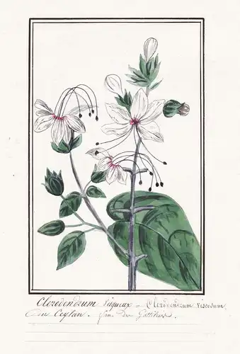 Clerodendrum visqueux = Clerodendrum viscosum - Bhat / Botanik botany / Blume flower / Pflanze plant