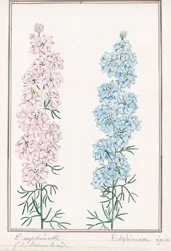 Dauphinelle / Delphinium ajacis - Botanik botany / Blume flower / Pflanze plant