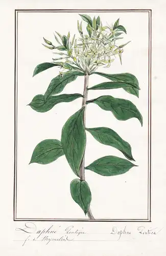 Daphne pontique / Daphne pontica - Botanik botany / Blume flower / Pflanze plant