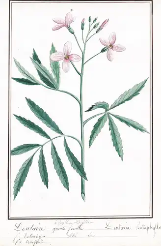 Dentaire a feuilles digitée / quinte feuille / Dentaria Pentaphylles - Botanik botany / Blume flower / Pflanze
