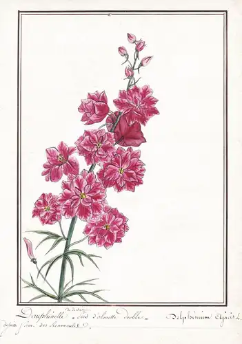 Dauphinelle de Jardin = Pied d'alouette double = Delphinium ajacis L. - Botanik botany / Blume flower / Pflanz