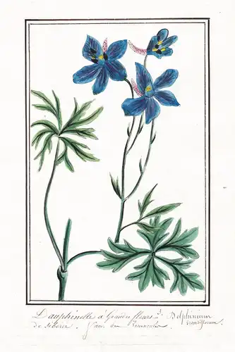 Dauphinelle a Grandes fleurs = Delphinium - Siberia Sibirien / Botanik botany / Blume flower / Pflanze plant