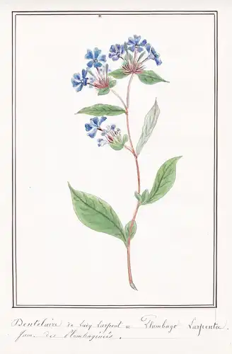 Dentelaire de Lady Larpent = Plumbago Larpentae - Botanik botany / Blume flower / Pflanze plant