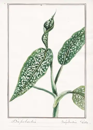 Diefenbachia / Diefenbachia picta - Botanik botany / Blume flower / Pflanze plant