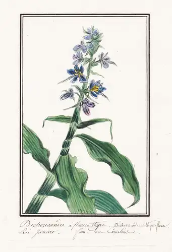 Dichorisandre a fleurs en thiprse = Dichorisandra thyrsiflora - blue ginger / America Amerika / Botanik botany