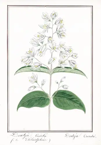 Deutzie Crenelée / Deutzia Crenata - Botanik botany / Blume flower / Pflanze plant