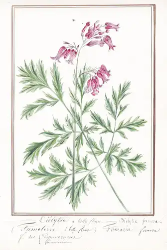 Dielytre a belle flerus = Dielytra formosa - Botanik botany / Blume flower / Pflanze plant