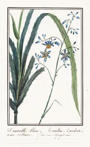 Dianelle bleue = Dianella coerulea - Botanik botany / Blume flower / Pflanze plant