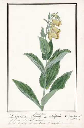 Digitale Parviflora jaune = Digitalis Ochroleuca - Botanik botany / Blume flower / Pflanze plant