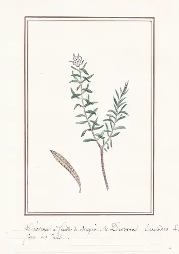 Diosma a feuilles de Bruyere = Diosma Ericoides - Botanik botany / Blume flower / Pflanze plant