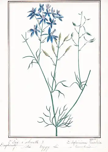 Pied d'alouette = Delphinium ajacis consolida - Botanik botany / Blume flower / Pflanze plant