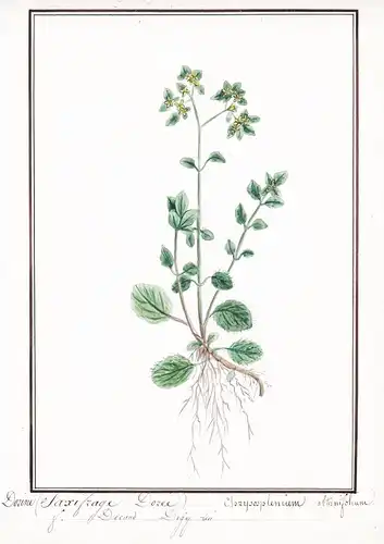 Dorine (Saxifraga Dorée) / Chrysosplenium alternifolium - Wechselblättriges Milzkraut / Botanik botany / Blume