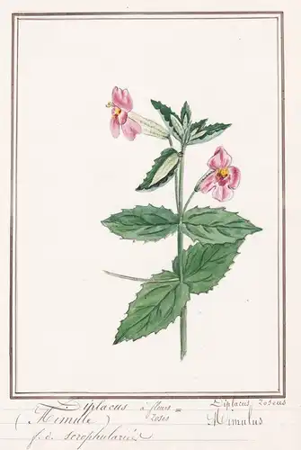 Diplacus a fleurs roses (Mimule) / Mimulus Diplacus roseus - Gauklerblumen monkeyflowers / Botanik botany / Bl