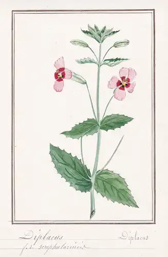 Diplacus - Botanik botany / Blume flower / Pflanze plant