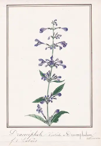 Dracocephale d'Autriche = Dracocephalum austriacum - Österreichischer Drachenkopf / Botanik botany / Blume flo