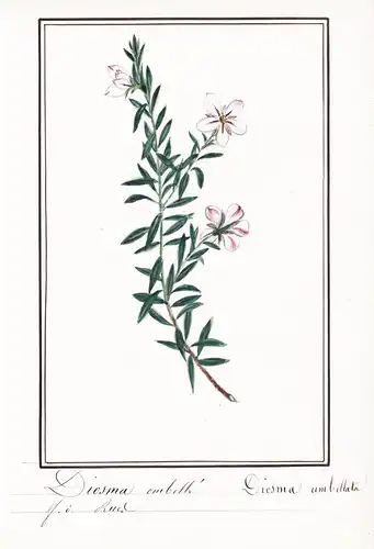 Diosma ombellé / Diosma umbellata - Botanik botany / Blume flower / Pflanze plant