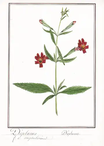 Diplacus - Botanik botany / Blume flower / Pflanze plant