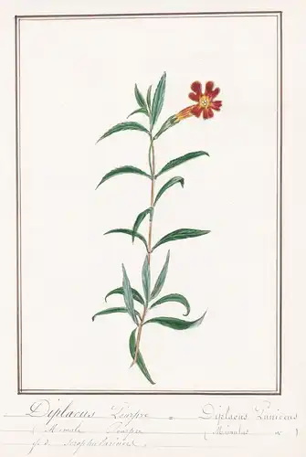 Diplacus pourpre / Diplacus Puniceus - Botanik botany / Blume flower / Pflanze plant