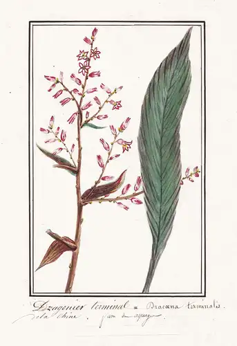 Dragonier terminal = Dracaena terminalis - Botanik botany / Blume flower / Pflanze plant